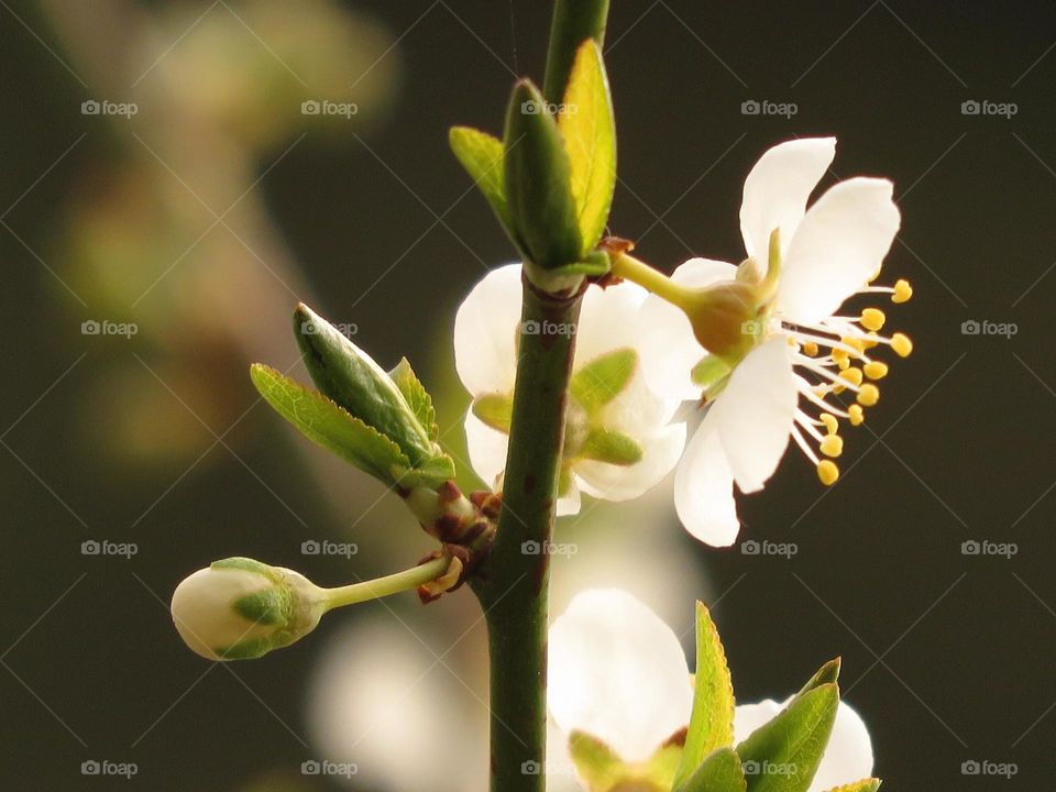 Spring blossom