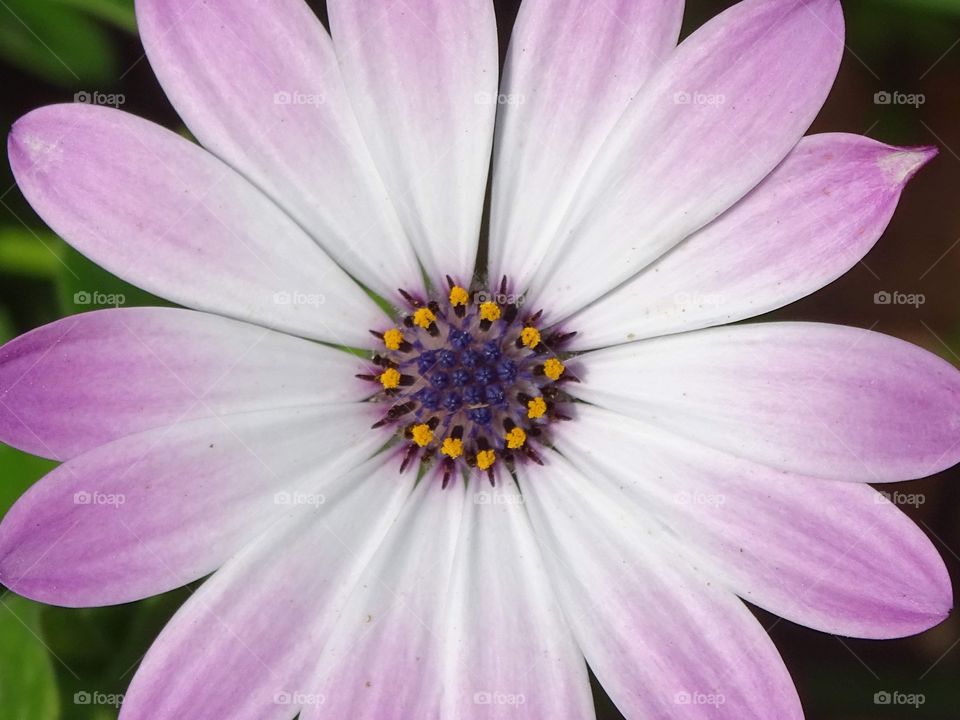 The circle of flowers