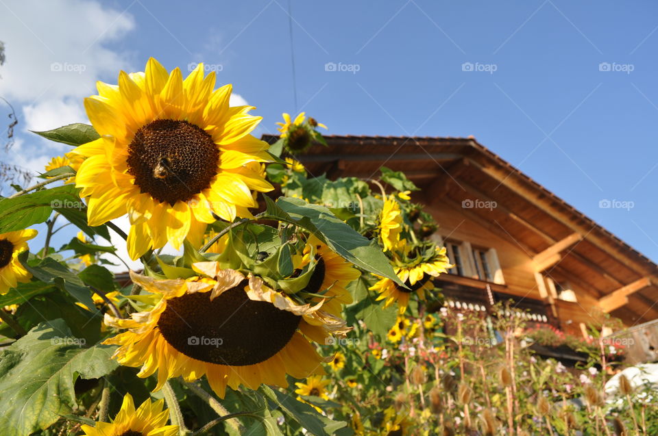 sunflowers in front of a wooden house