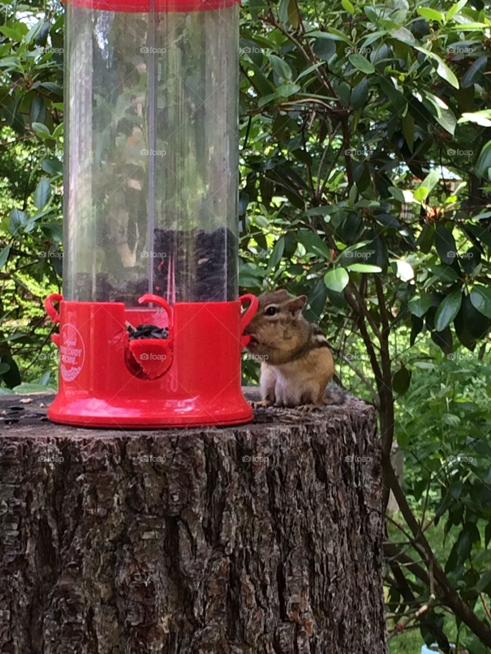 Squirrel eating
