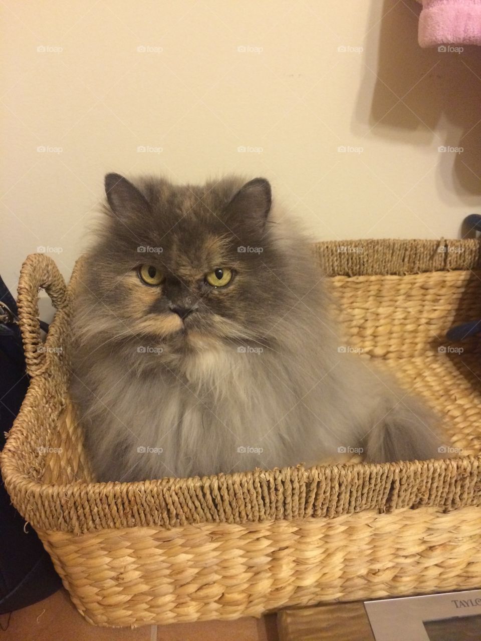 Cat in a Basket
