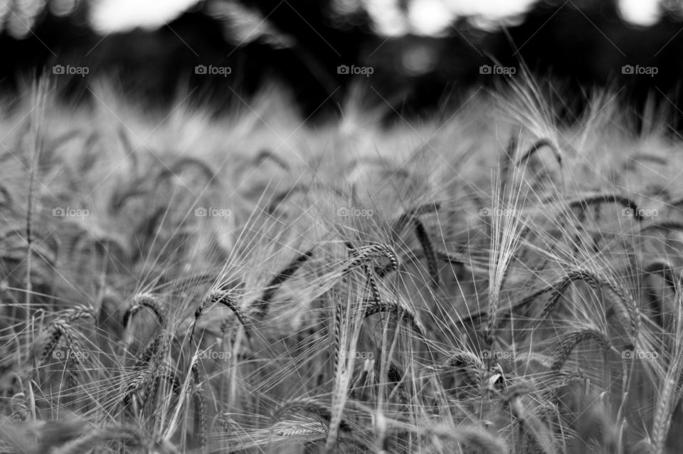 Fine Art: Wheat