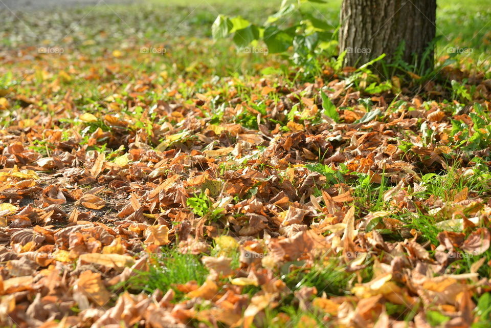 Autumn leafs in the forest