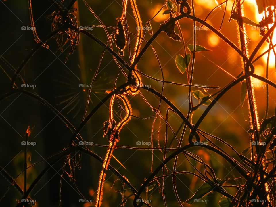 golden hour light make golden image