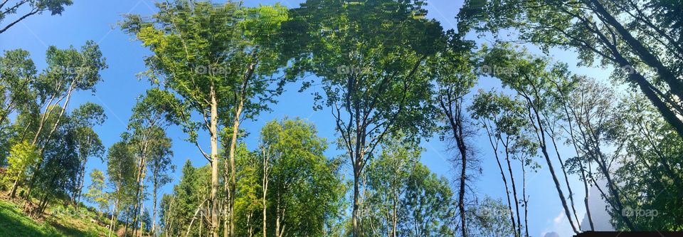Trees in a forest in summer time 