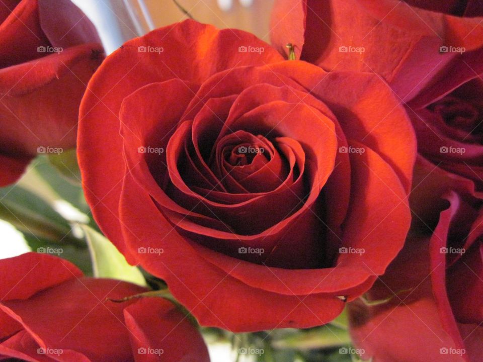 Red Rose Close Up