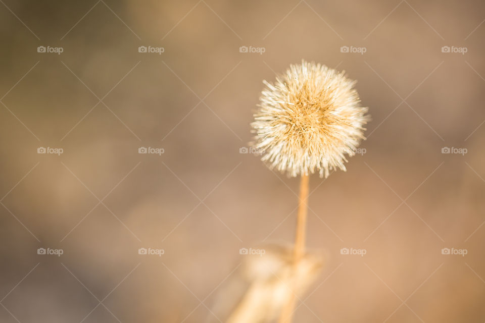 Macro image of dry flower seeds. Rule of thirds and empty space composition applies here.