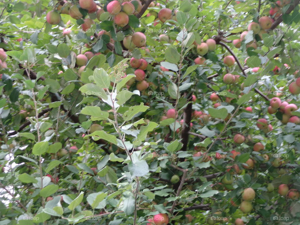 fuji apples. apple tree