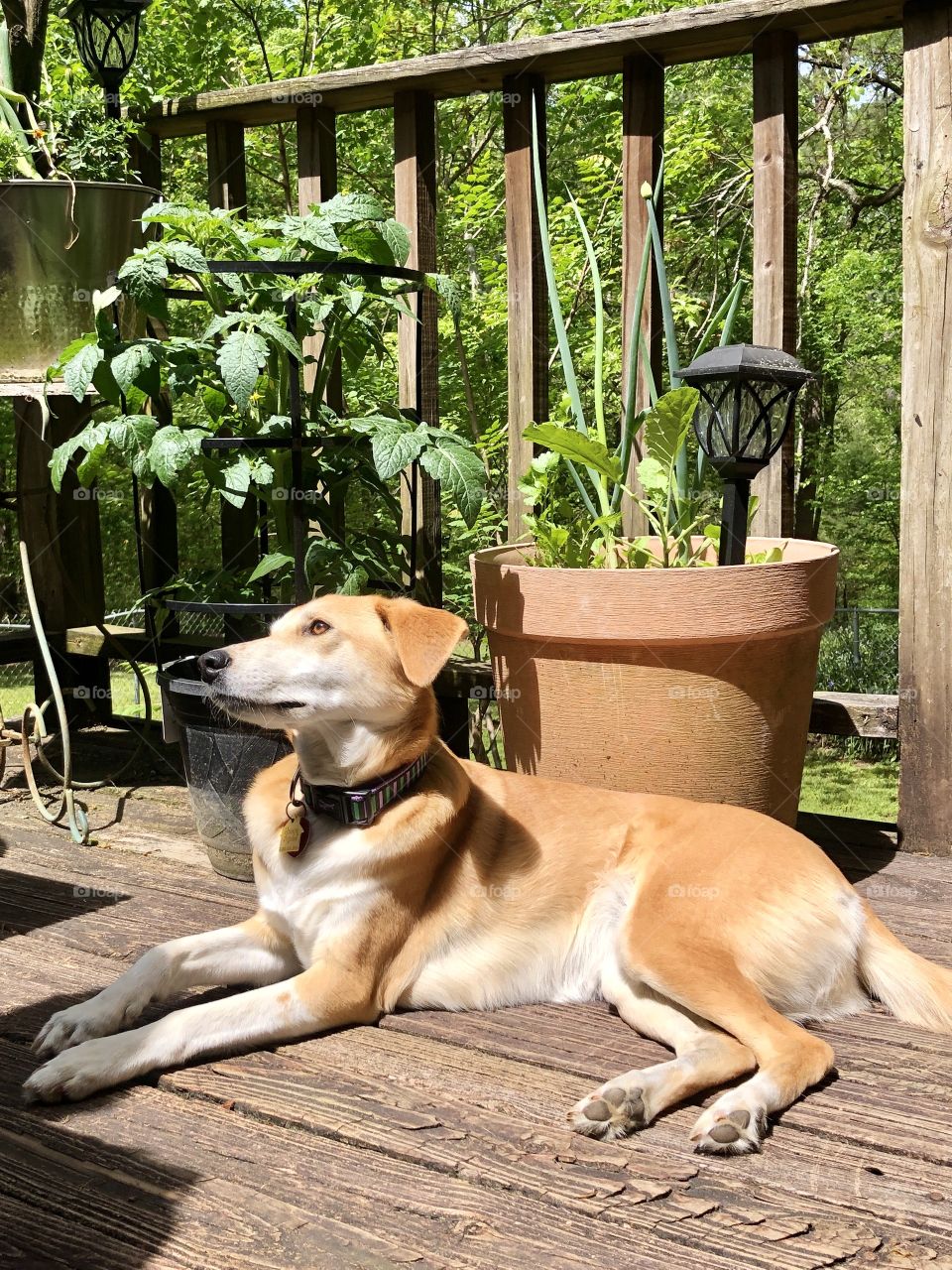 Pretty hound dog wearing collar and laying on deck in front of potted plants 