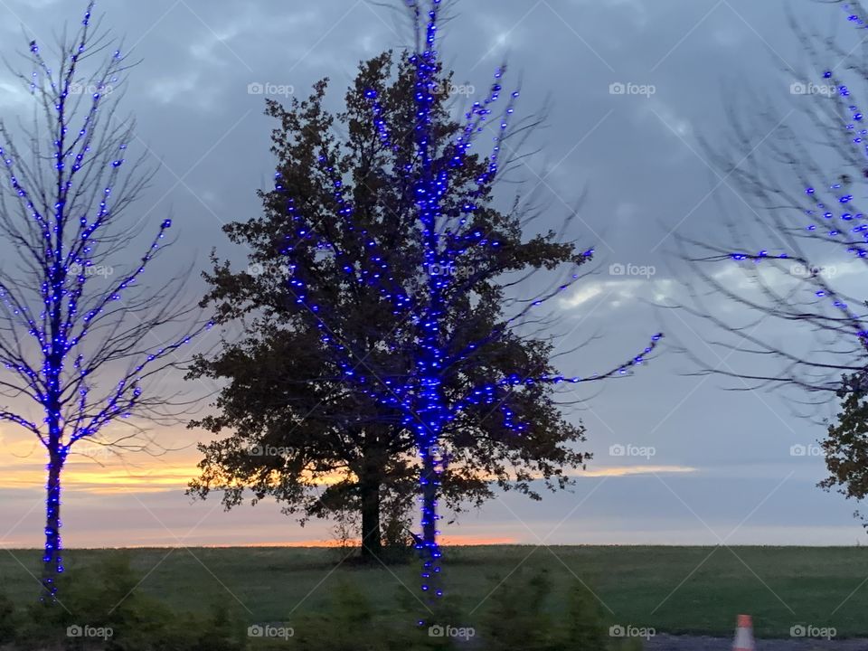 I love the color blue. Check out these decorated trees near the local mall, at sunset. 