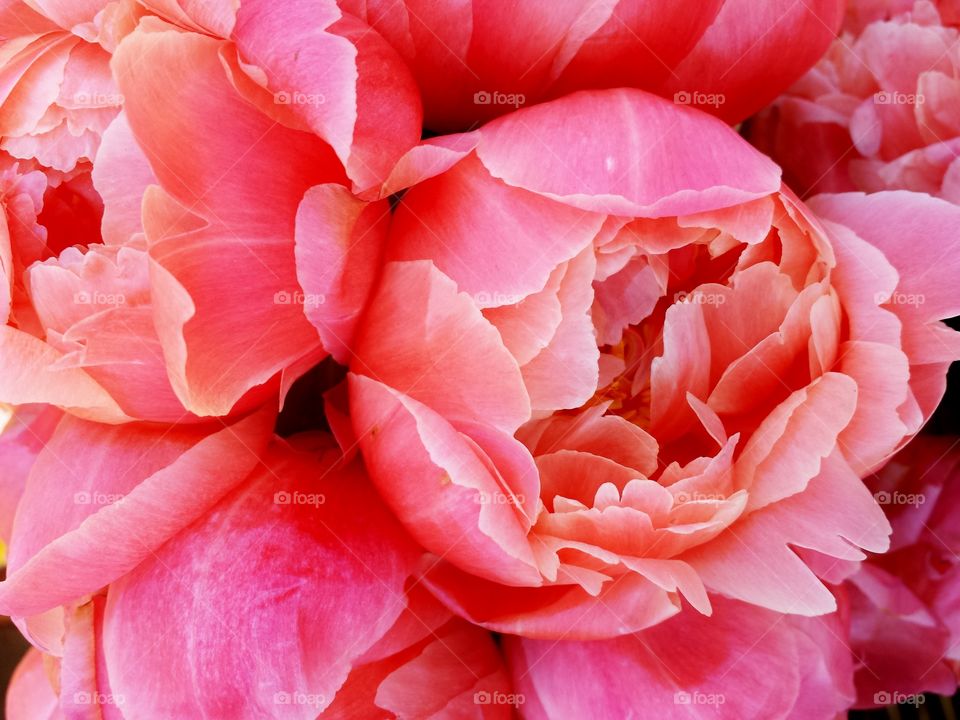 Close-up of pink peony