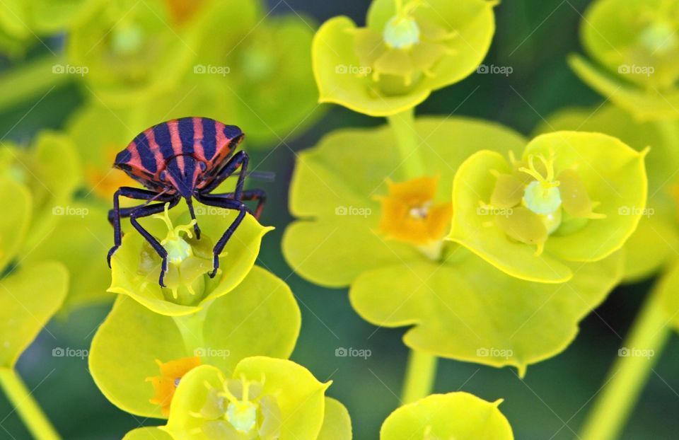 Shield bug