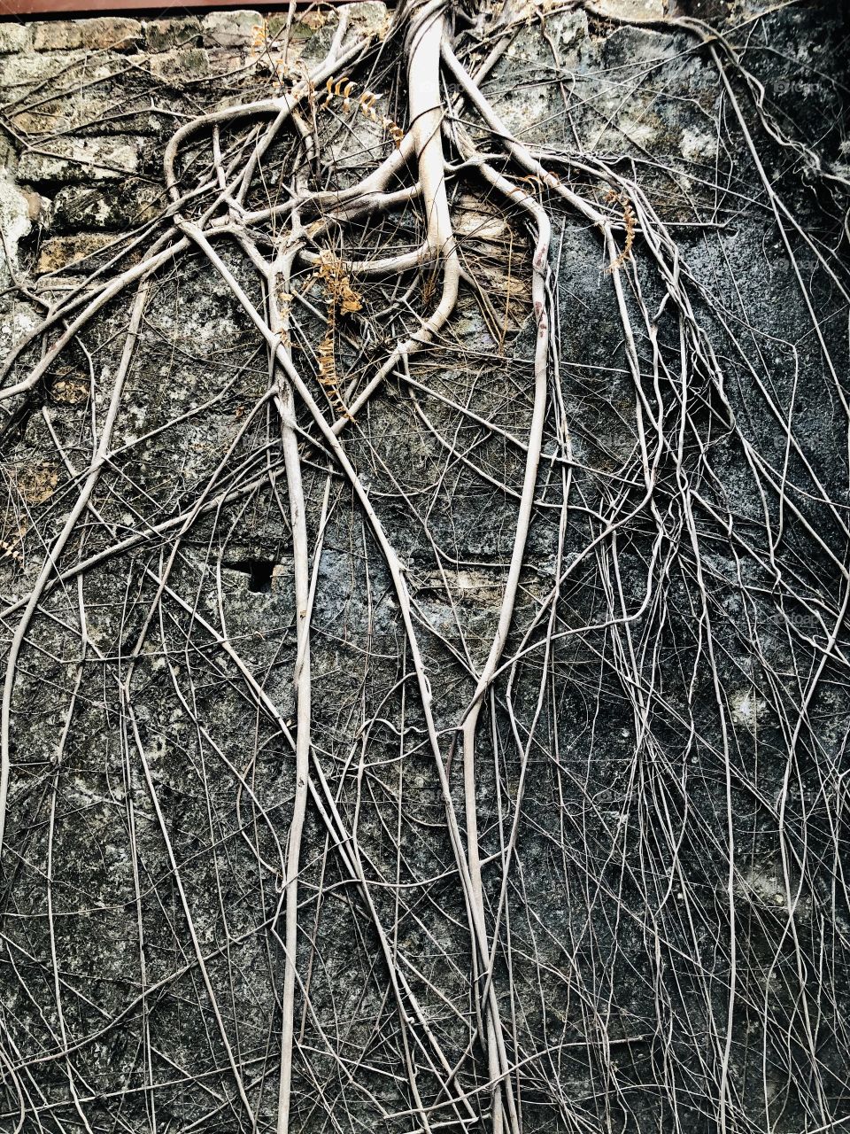 Root is as completed as life 