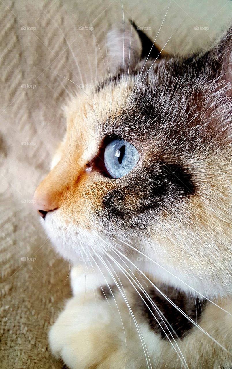 Feline Focus