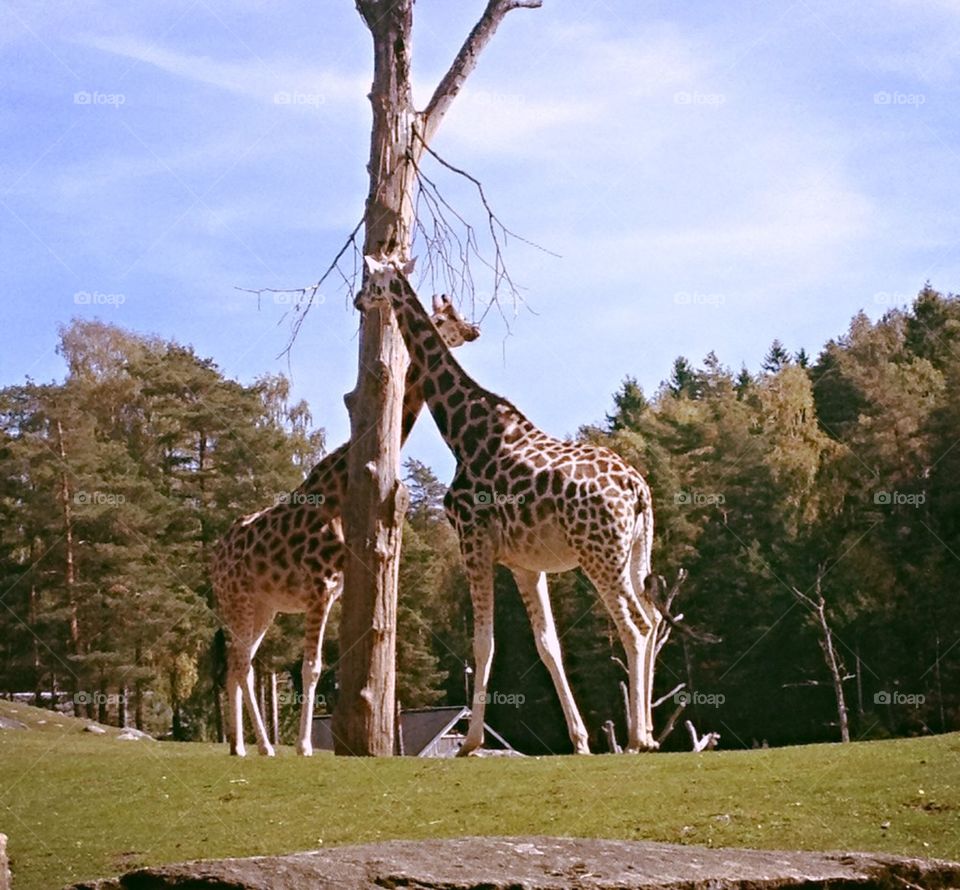 Giraffes