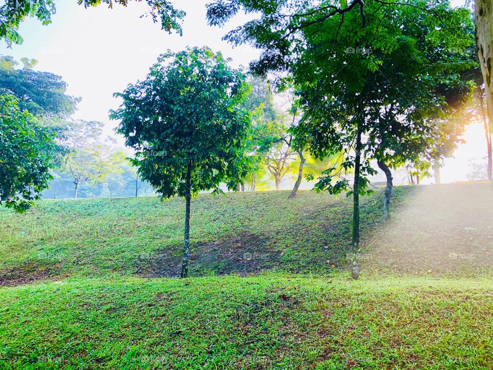 Sunlight and the mist 