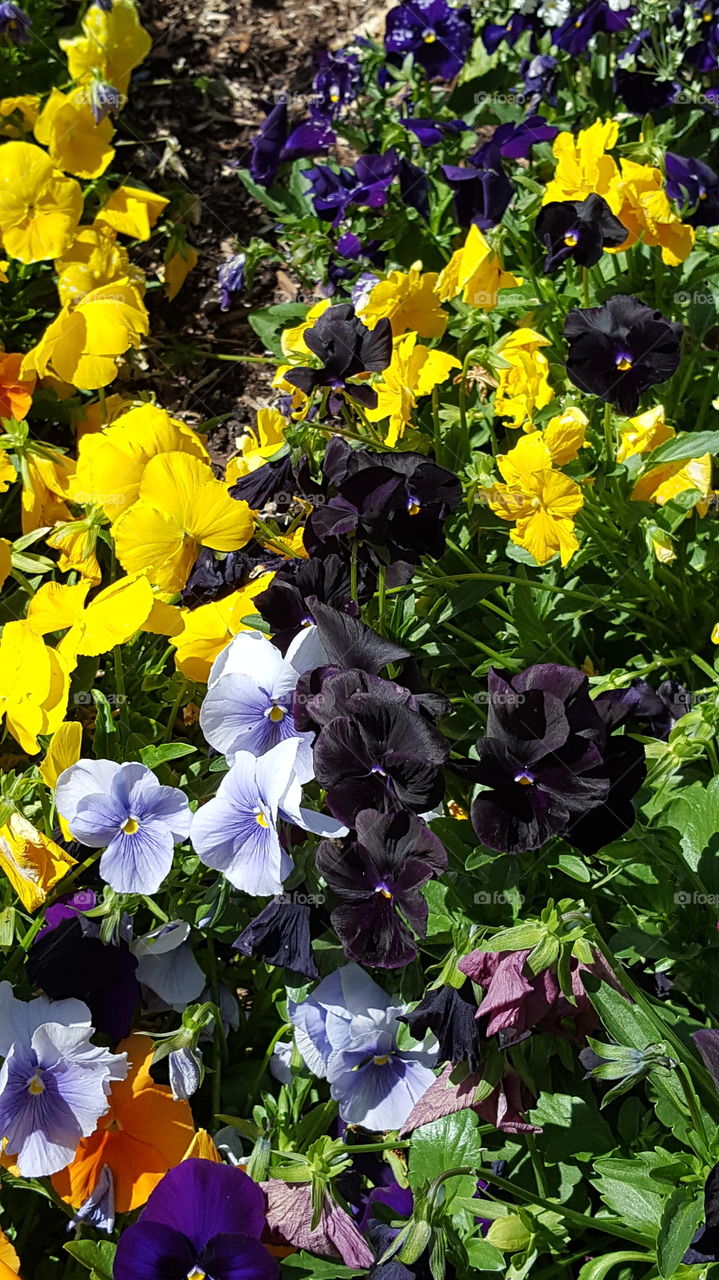 pansies in spring