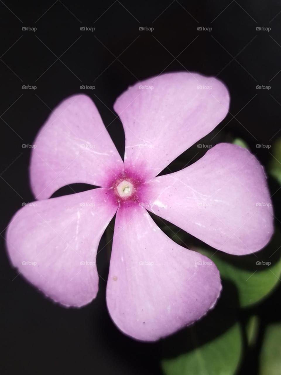 single flower in night
