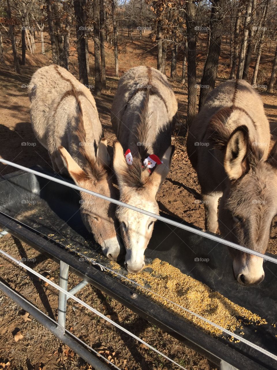 Donkeys eating