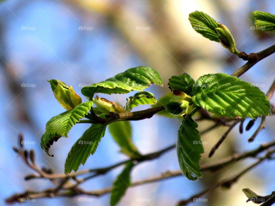 Spring leaves 