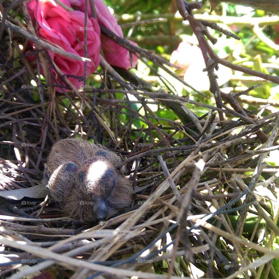 Baby bird