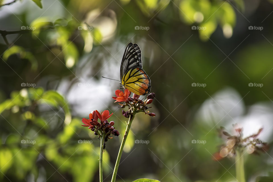 Butterfly on Jatropha integerrima Jacq , The bright red flowers in the Park.