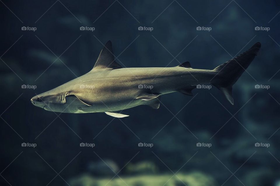 Shark-2