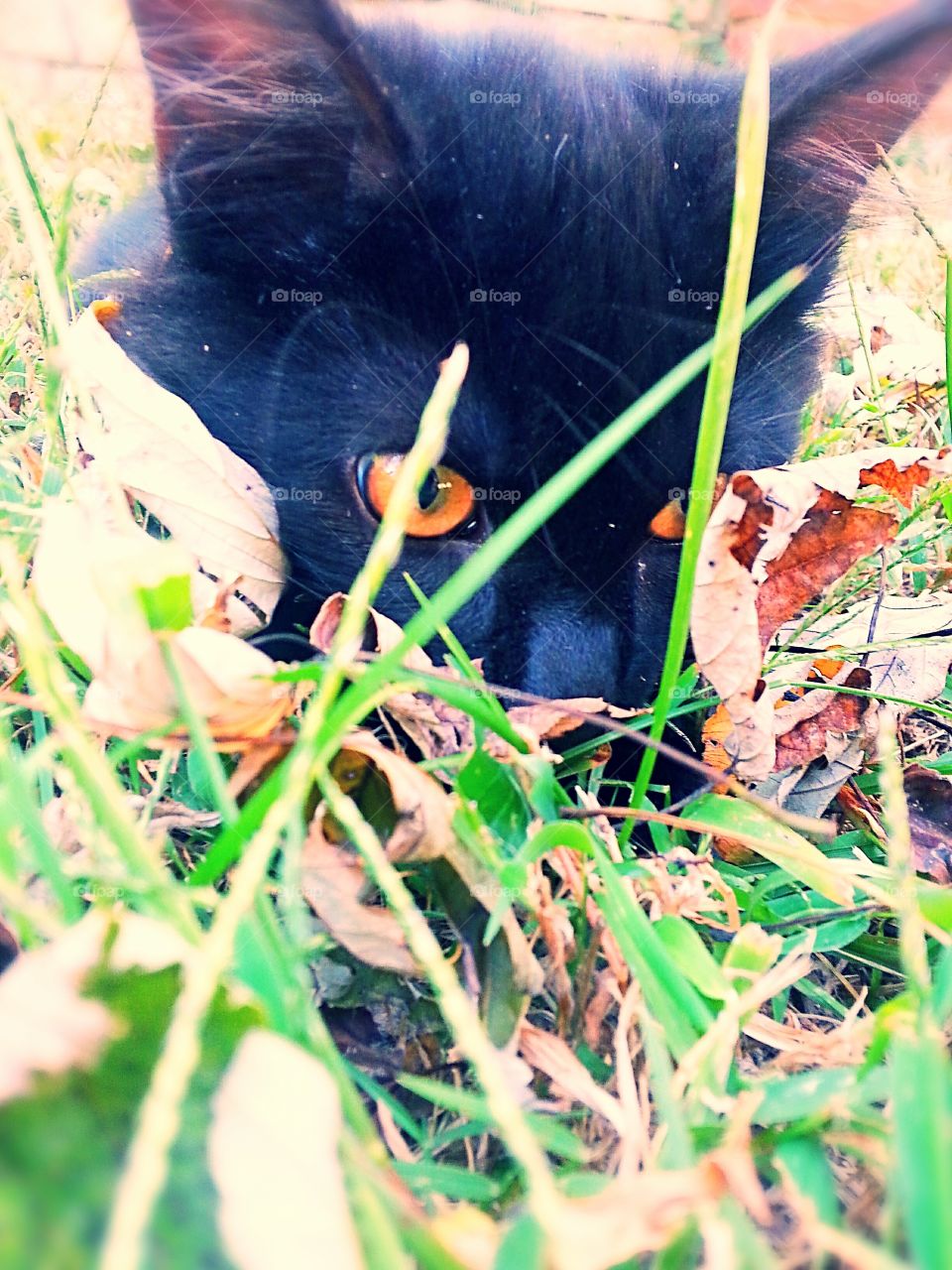 A black cat playing in the leaves.