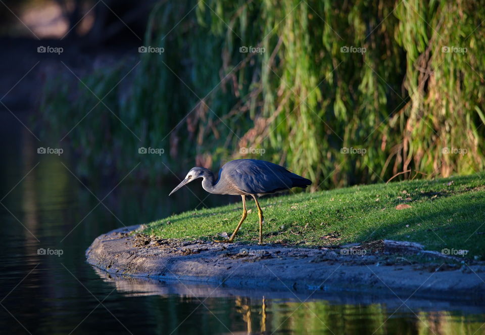 White faced heron fishing at sunset