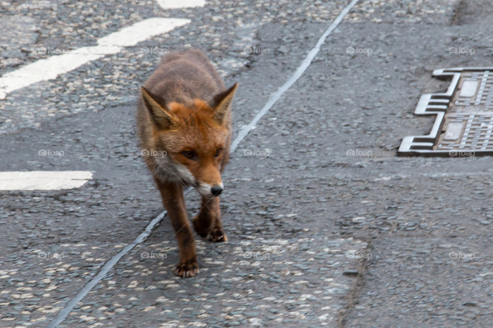 Wild fox on street at Edinburgh