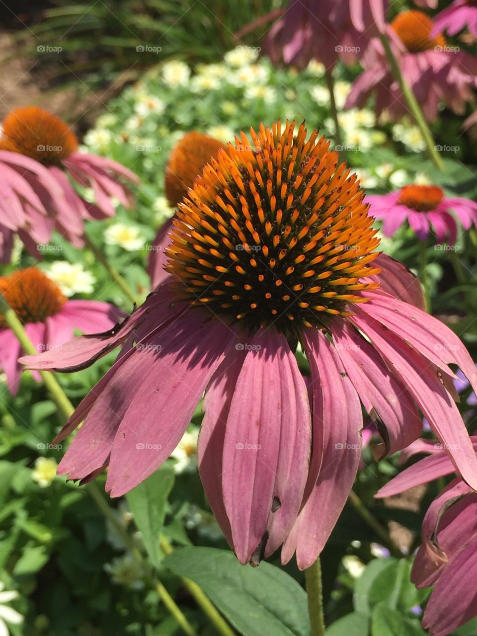 Close-up of coneflower