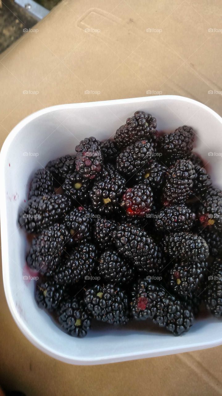 blackberries homegrown