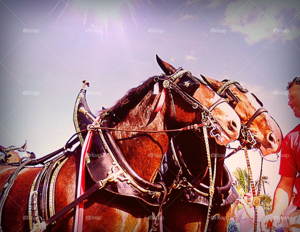 Clydesdale horses
