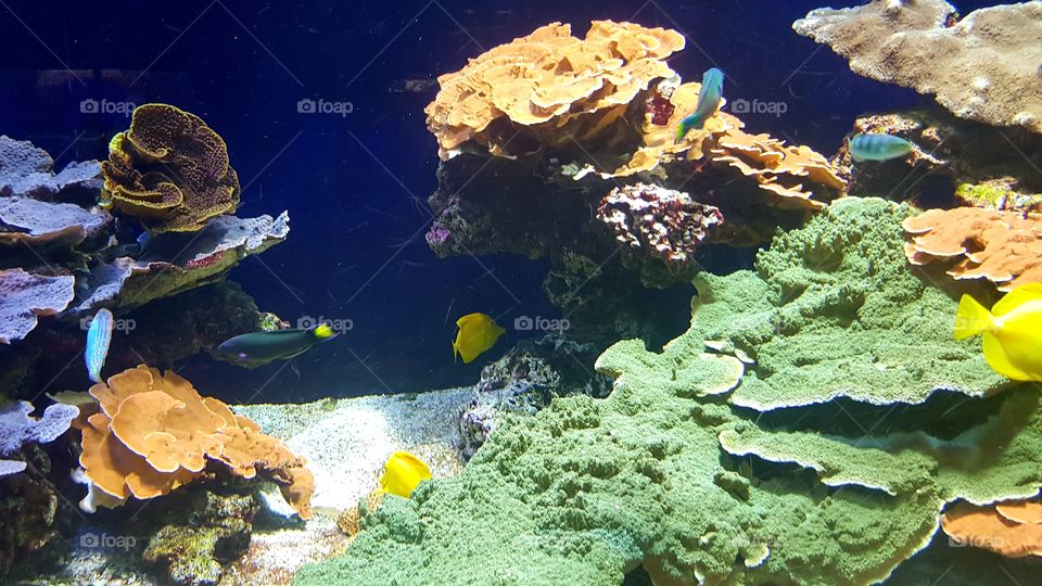 Musée Océanographique de Monaco