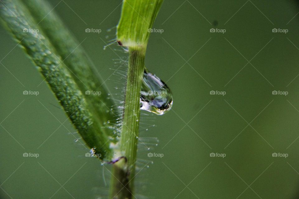 Dew and grass.