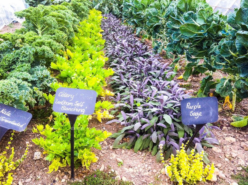 Kitchen garden