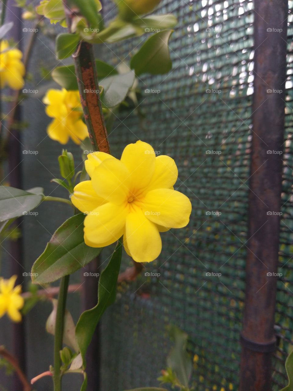 Flores Amarillas de mí Jardín.