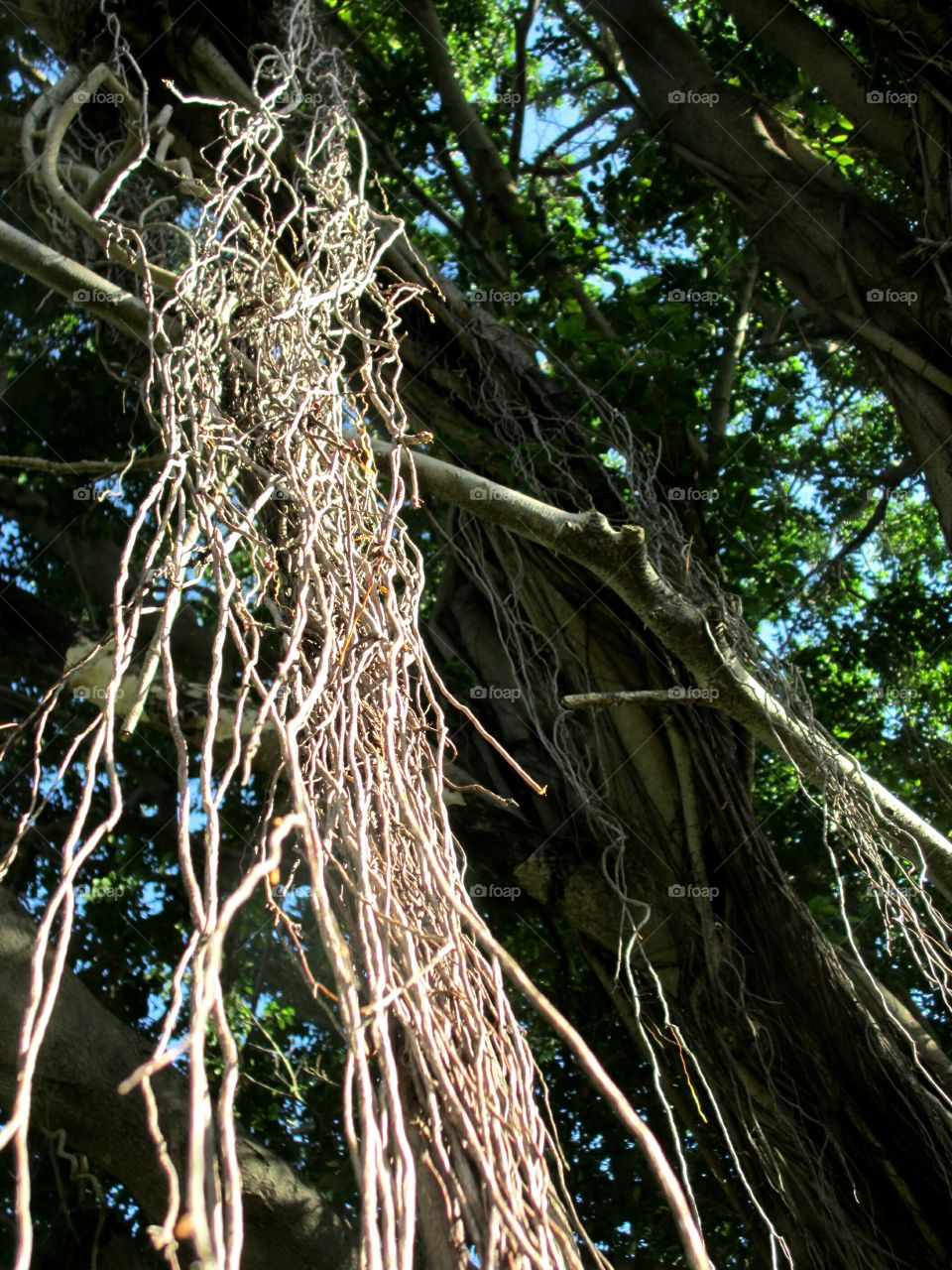 tree root system. tree root system reaching downward towards the earth