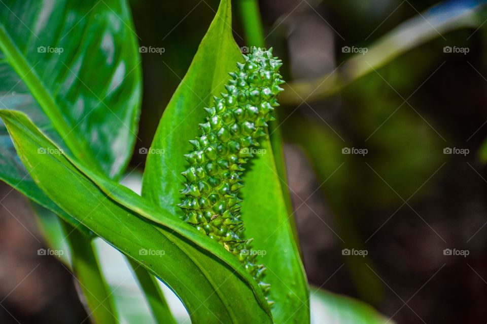 Blooming detail