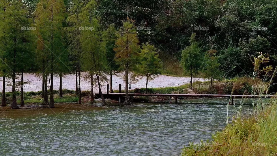 Trees and Lake