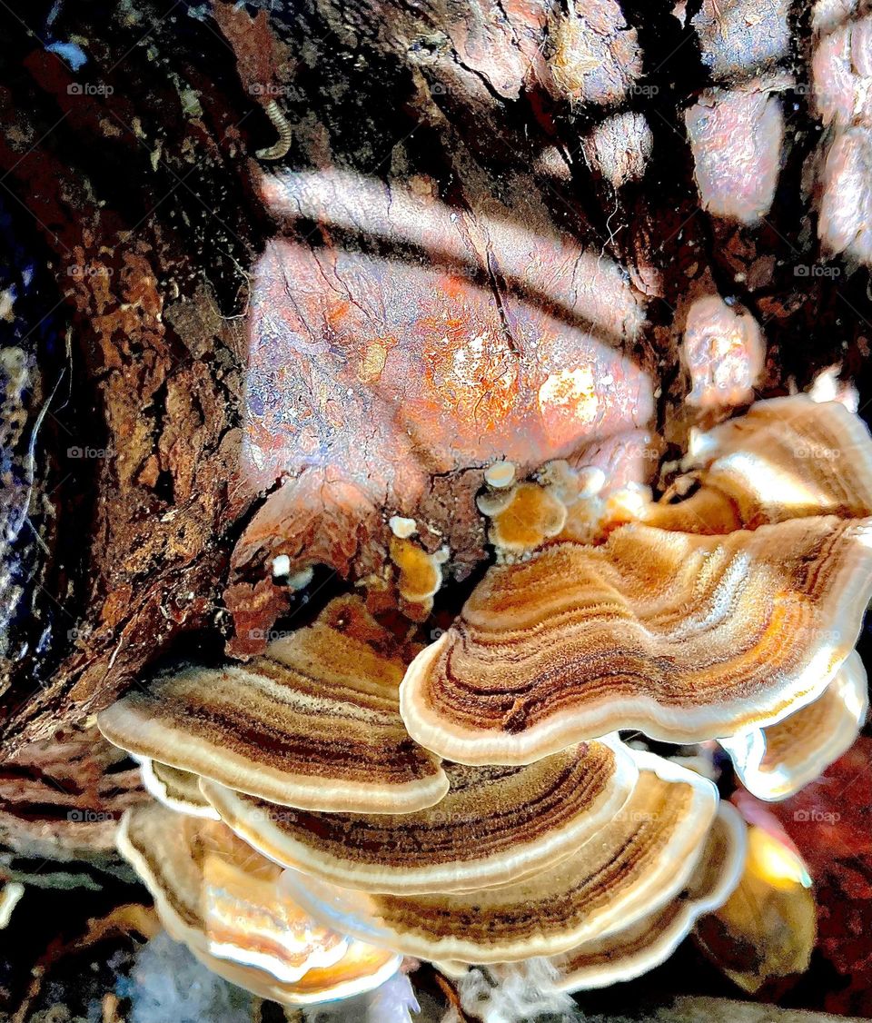 Wild shelf mushrooms growing on tree bark 