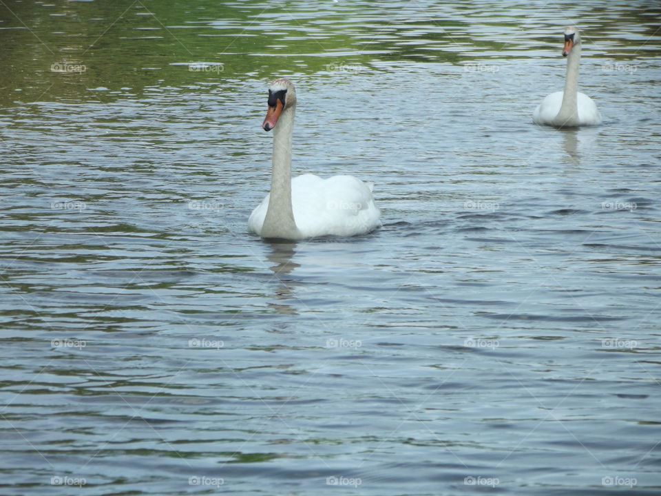 Swimming Swan