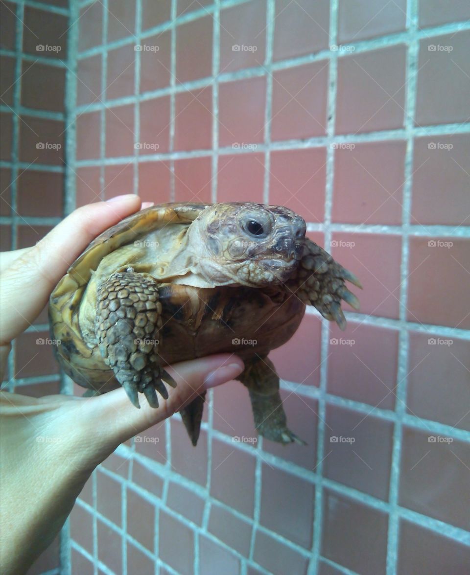 turtle pet in hand