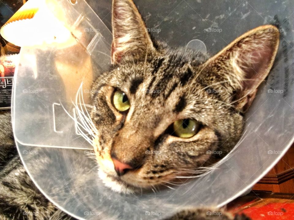 Cat with a cone