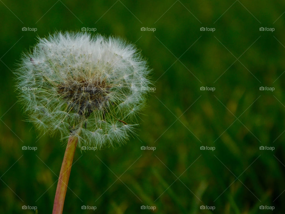 dandelion