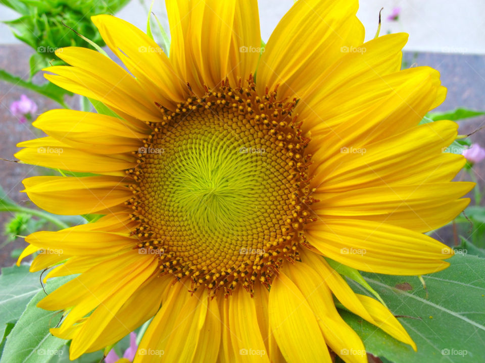 Sunflower