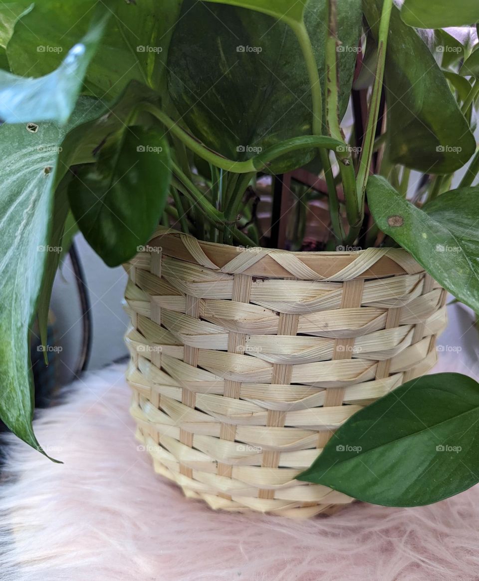 rectangle planter with pothos plant sitting on old ice cream parlor chair and pink faux fur rectangle mission