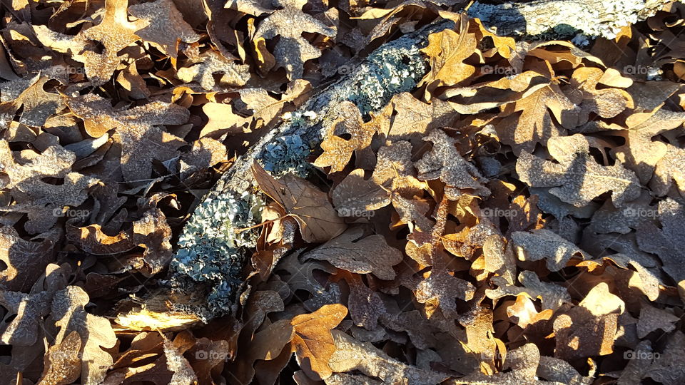 Frost Covered Leaves