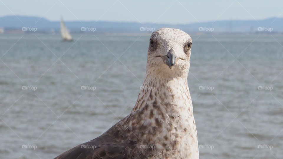 a seagull looking at us