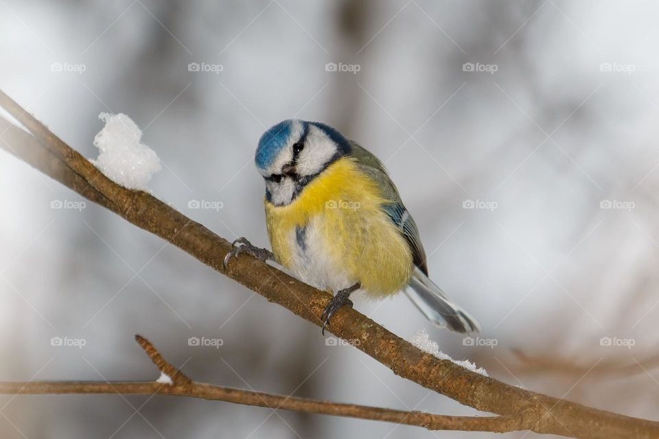 Blue tit